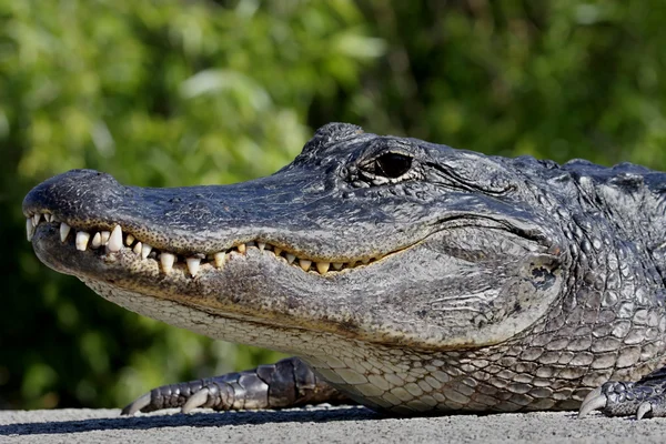 Aligator amerykański na słońcu — Zdjęcie stockowe