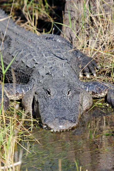 Alligatore americano crogiolarsi nel sole — Foto Stock
