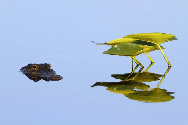 Amerikaanse Alligator (mississippiensis) — Stockfoto