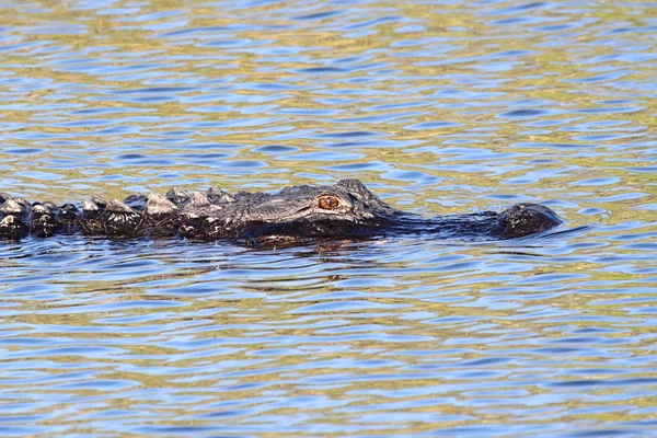 Alligatore americano (mississippiensis ) — Foto Stock