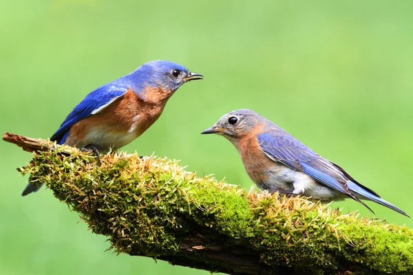 동부 쪽 파랑 새의 쌍 — 스톡 사진