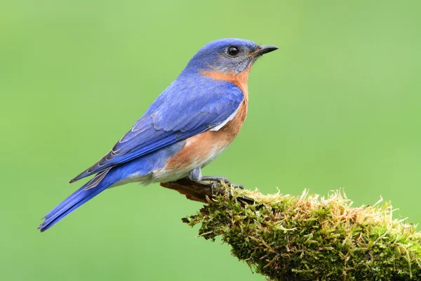 Východní modrý pták — Stock fotografie