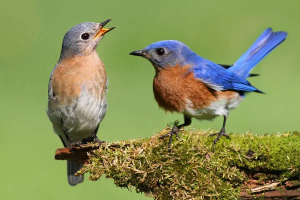 Пара восточных голубых птиц — стоковое фото