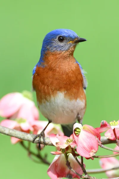 Eastern Bluebird — Stock Photo, Image