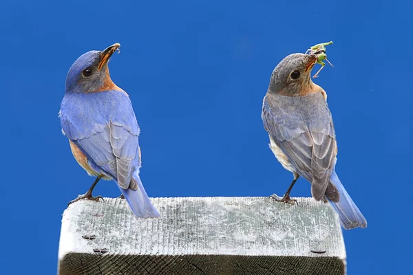 Doğu bluebird çifti — Stok fotoğraf