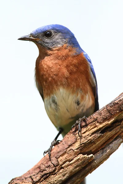 Geïsoleerde bluebird op een "perch" — Stockfoto