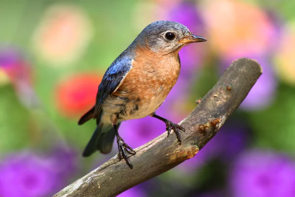 Ave-azul-oriental fêmea — Fotografia de Stock