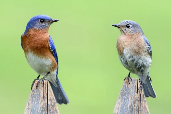 Пара восточных голубых птиц — стоковое фото