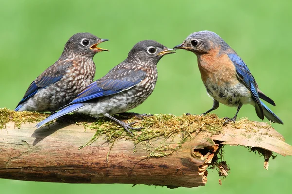 Vrouwelijke Oost bluebird met baby 's — Stockfoto