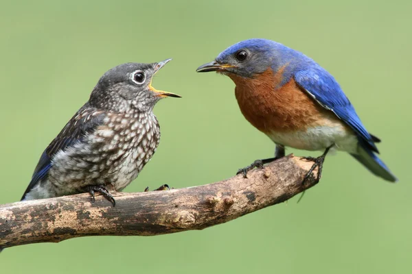 Mužské východní modrý pták s dítětem — Stock fotografie