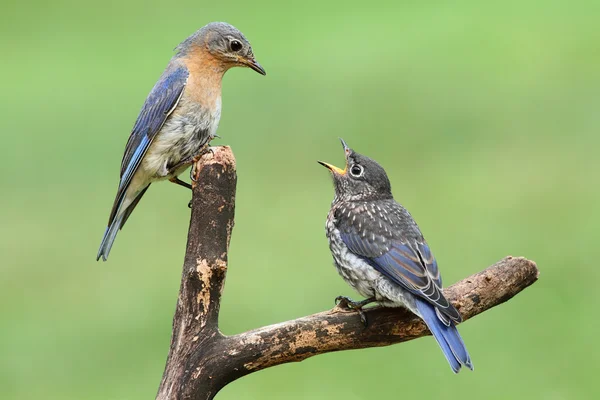 Femmina orientale bluebird con bambino — Foto Stock