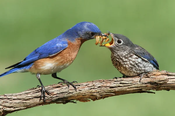 Bluebird oriental mâle avec bébé — Photo