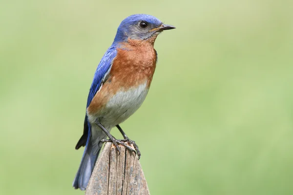 Mannelijke Oost bluebird — Stockfoto