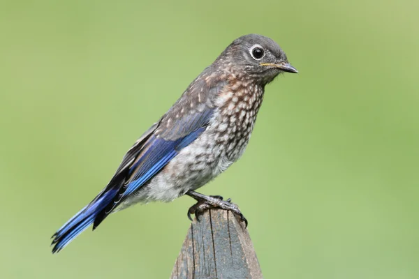 Pájaro azul oriental juvenil — Foto de Stock