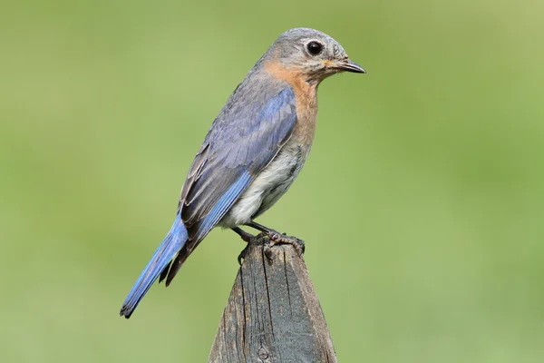 Oiseau bleu femelle de l'Est — Photo