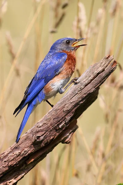 Восточная синяя птица — стоковое фото