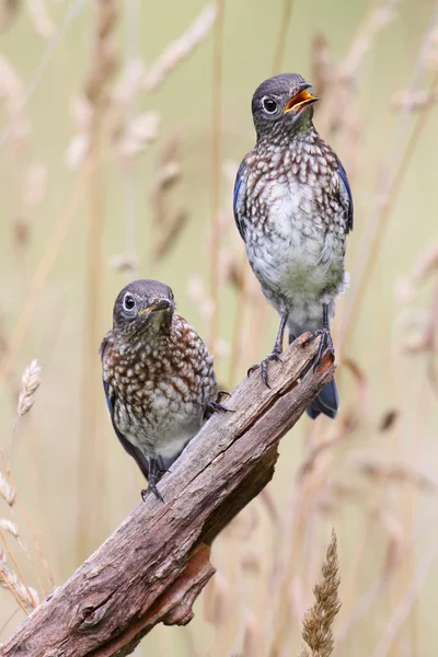 Pássaros azuis orientais bebés — Fotografia de Stock