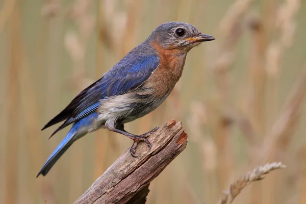 Vrouwelijke Oost bluebird — Stockfoto