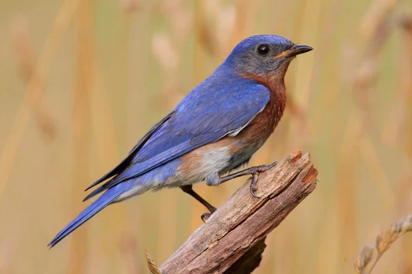 Αρσενικό Ανατολική bluebird — Φωτογραφία Αρχείου