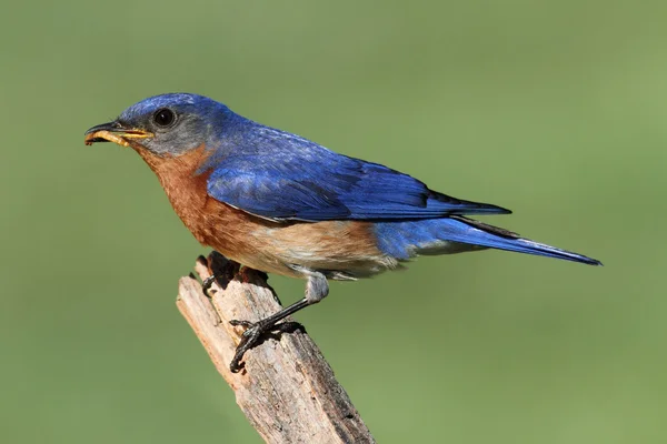Wschodniej bluebird — Zdjęcie stockowe