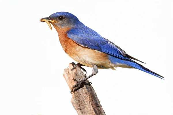 Bluebird aislado en una percha con un gusano — Foto de Stock