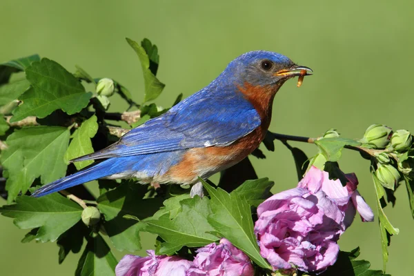 Doğu mavi kuş — Stok fotoğraf
