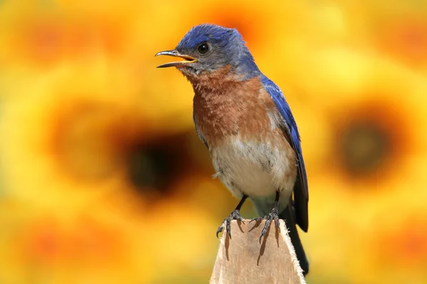 Östra bluebird med solrosor — Stockfoto