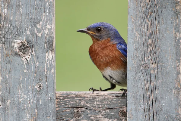 Östra bluebird på ett staket — Stockfoto
