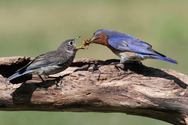 Masculino oriental bluebird alimentação um bebê — Fotografia de Stock