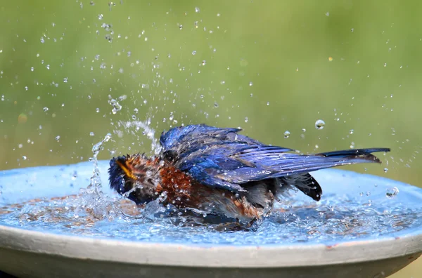 Oriental Bluebird batendo o calor — Fotografia de Stock