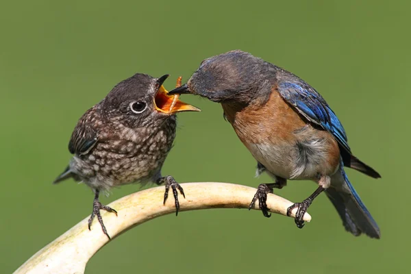 Donna orientale Bluebird Nutrire un bambino — Foto Stock