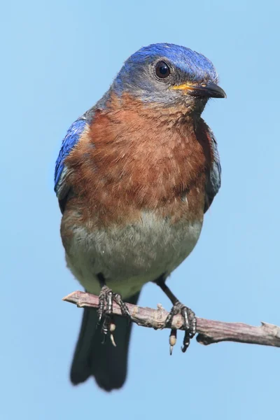 Östra bluebird — Stockfoto