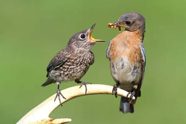 Ženské východní bluebird krmení dítěte — Stock fotografie