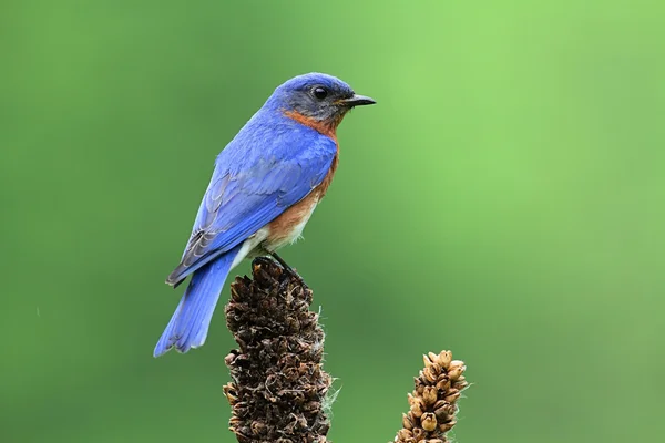 Východní modrý pták na větvi — Stock fotografie