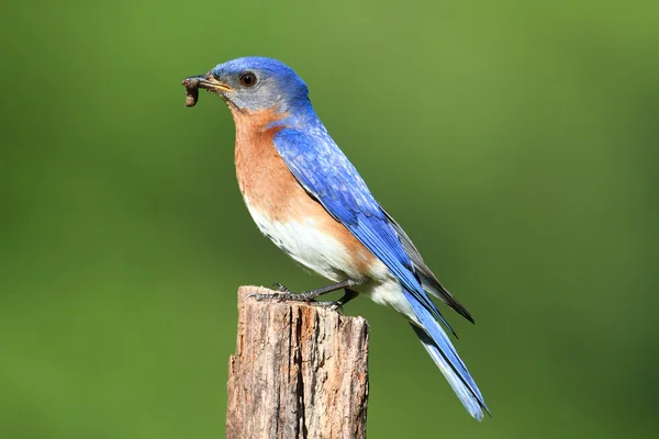 У Синій птах — стокове фото