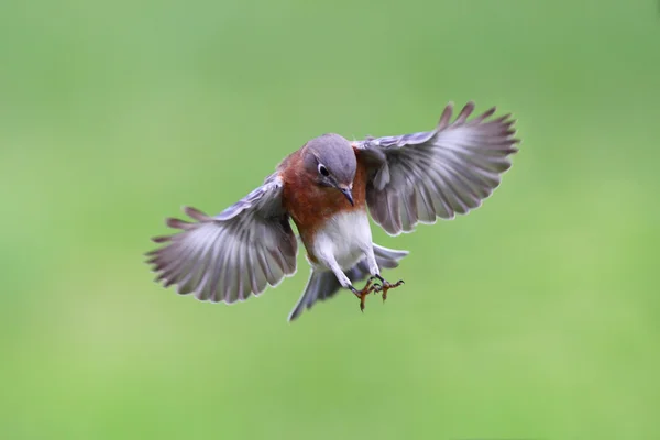Bluebird In Flight — Stock Photo, Image