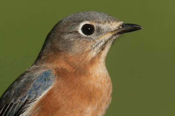 Doğu mavi kuş portre — Stok fotoğraf
