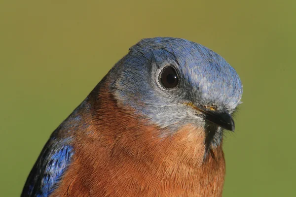 Oriental Bluebird Closeup — Fotografia de Stock