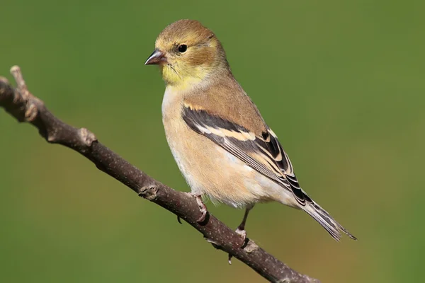 stock image American Goldfinch (Carduelis tristis)