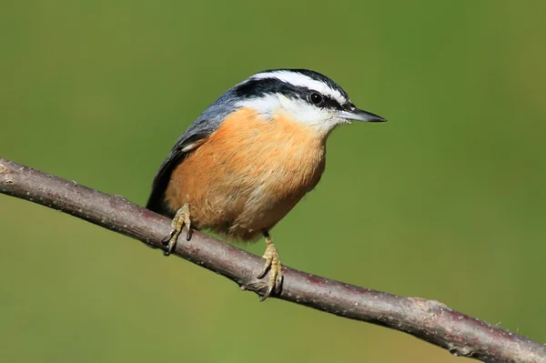 Red-breasted Nuthatch On A Perch — Stock Photo, Image