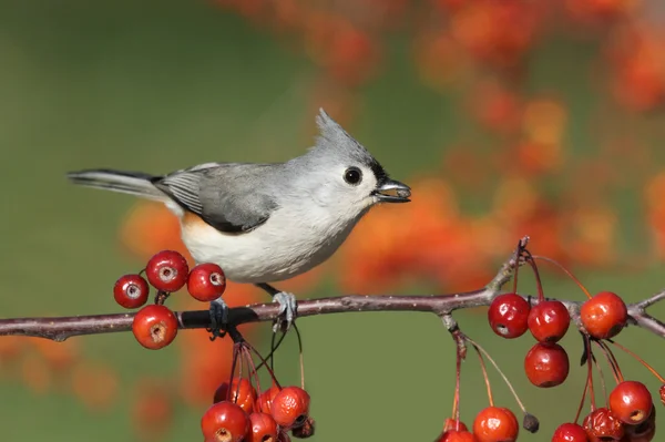 Pássaro em um poleiro com cerejas — Fotografia de Stock