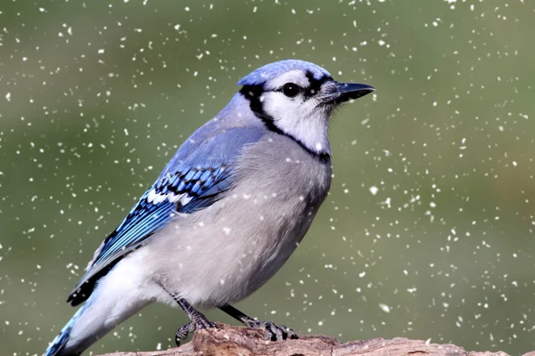 stock image Blue Jay In Snow