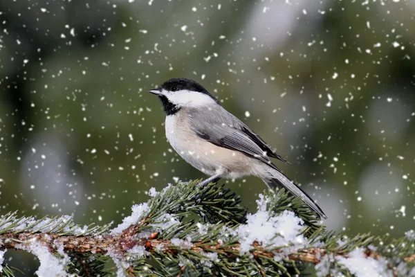 Chickadee en una ligera nevada — Foto de Stock