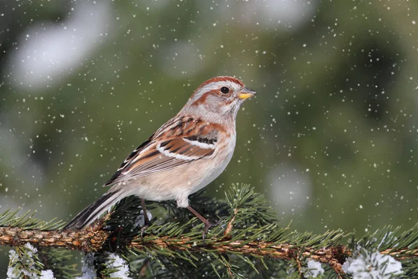 美国树麻雀在轻降雪 — 图库照片