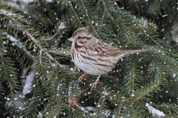 Sparrow i snö — Stockfoto