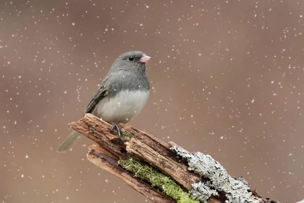 Junco en una ligera nevada — Foto de Stock