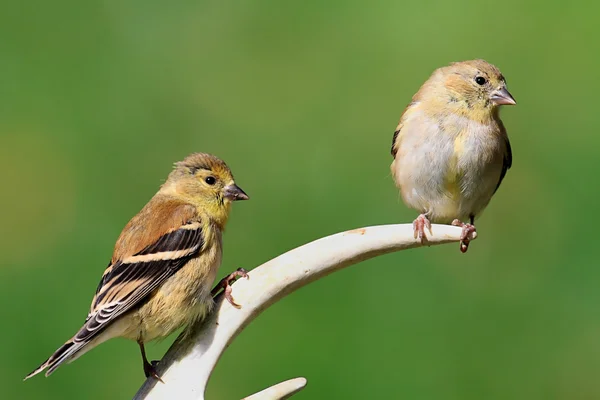 American Goldfinch (Carduelis tristis) — Stock Photo, Image