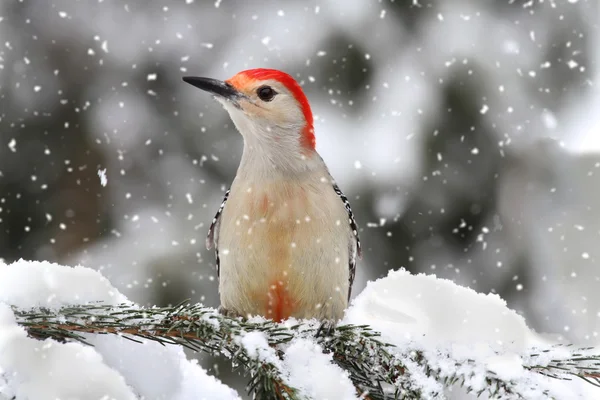 Woodpecker in snow — Stock Photo, Image