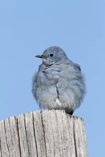 Mountain Bluebird — Stock Photo, Image