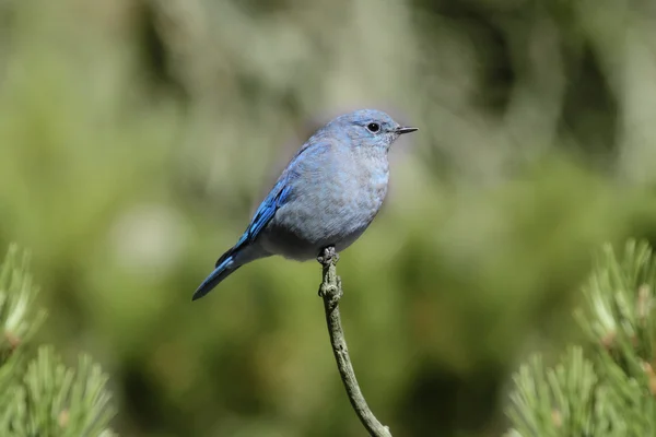 Mountain Bluebird — Fotografie, imagine de stoc